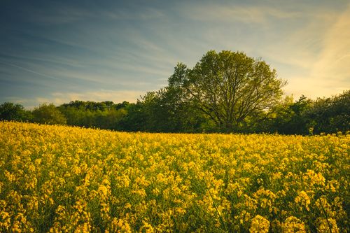 Free A beautiful golden field of flowers stretches under a calm sky at sunset, evoking peace and tranquility. Stock Photo
