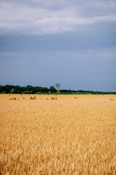 Vast wheat field in Kyiv, Ukraine under a blue cloudy sky, perfect for seasonal wallpapers.