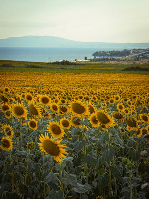 Sunflower Field under a White Sky