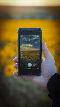 Close-up of a hand holding a smartphone capturing blooming sunflowers in a field.
