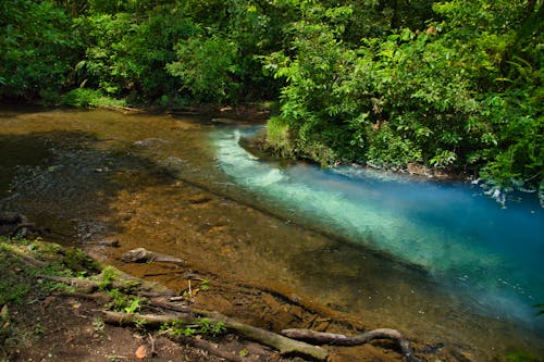 Green Trees Beside River