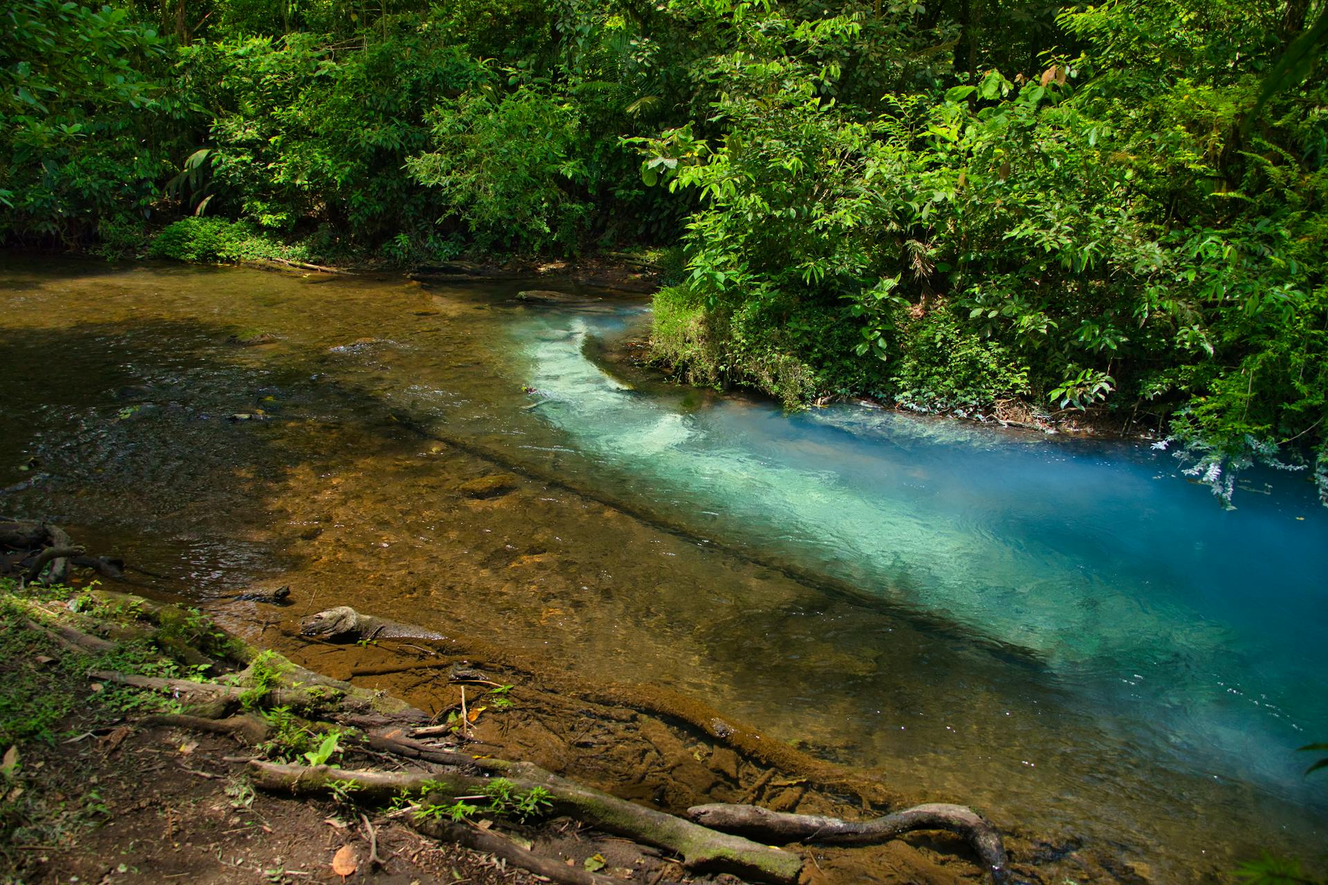 Beautiful view of the vibrant Celeste River flowing through lush Costa Rican rainforest.