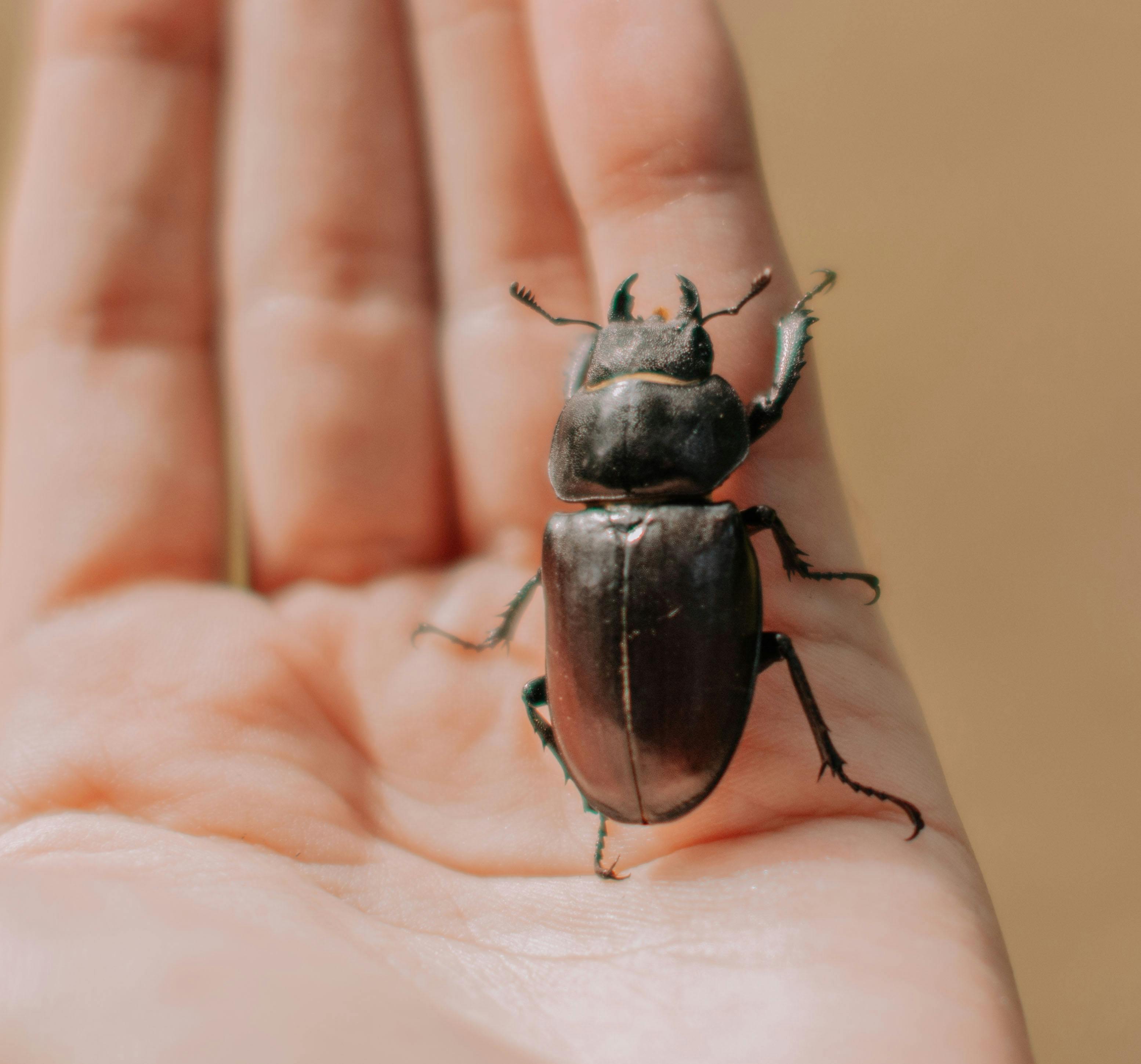 Macro shot of a stag beetle resting on a human hand, showing detailed insect features.