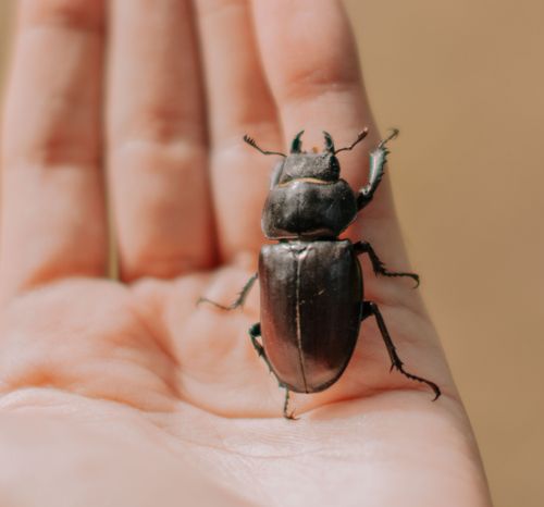 Free Macro shot of a stag beetle resting on a human hand, showing detailed insect features. Stock Photo