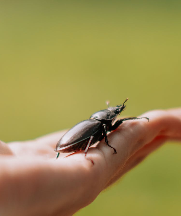 Close-up Of Person Hand Holding Bug