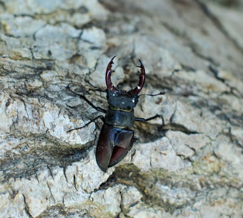 Foto stok gratis alam, batu, beetle