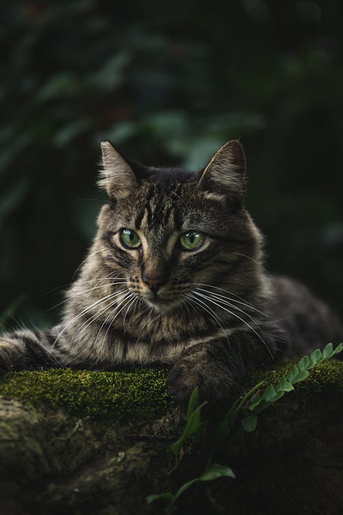 A Portrait of a Cat with Green Eyes