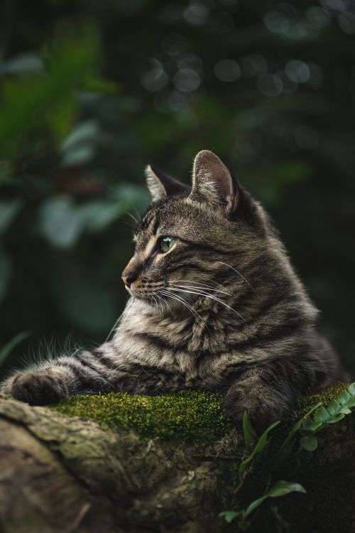 Free A serene tabby cat lying on moss in Panama's Anton Valley forest, surrounded by lush greenery. Stock Photo