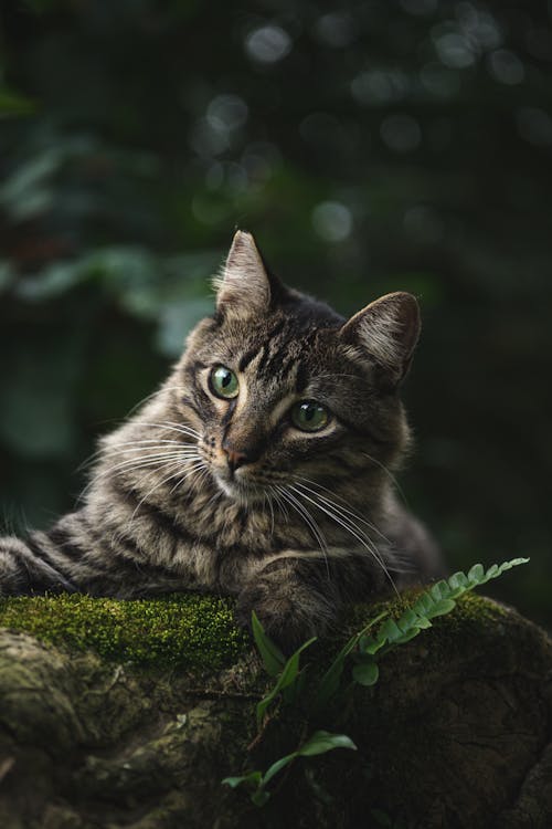 A Portrait of a Cat with Green Eyes