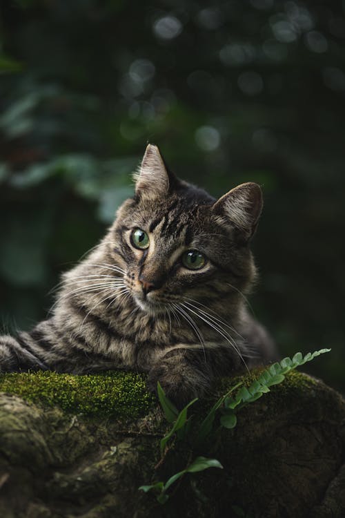 A Portrait of a Cat with Green Eyes · Free Stock Photo