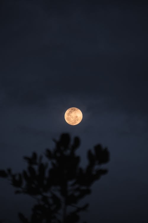 Full Moon over Tree at Night