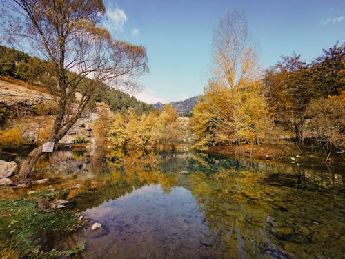 Golden Trees Beside River Under Blue Sky