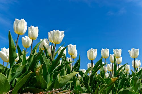 White Tulips under a Blue Sky