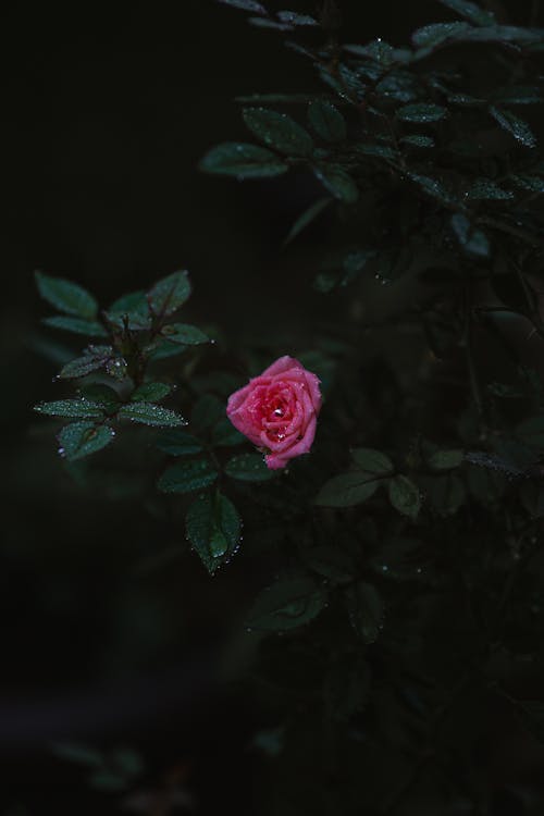 Imagine de stoc gratuită din floare, floră, fotografie de flori