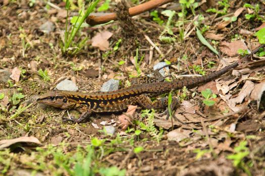 Close Up Photo of Brown Lizard on the Ground