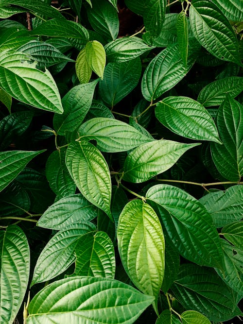 Free Green Leaves of a Plant Stock Photo