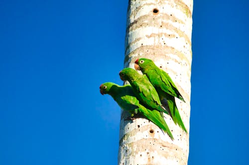 Parakeets Perched on Tree Trunk