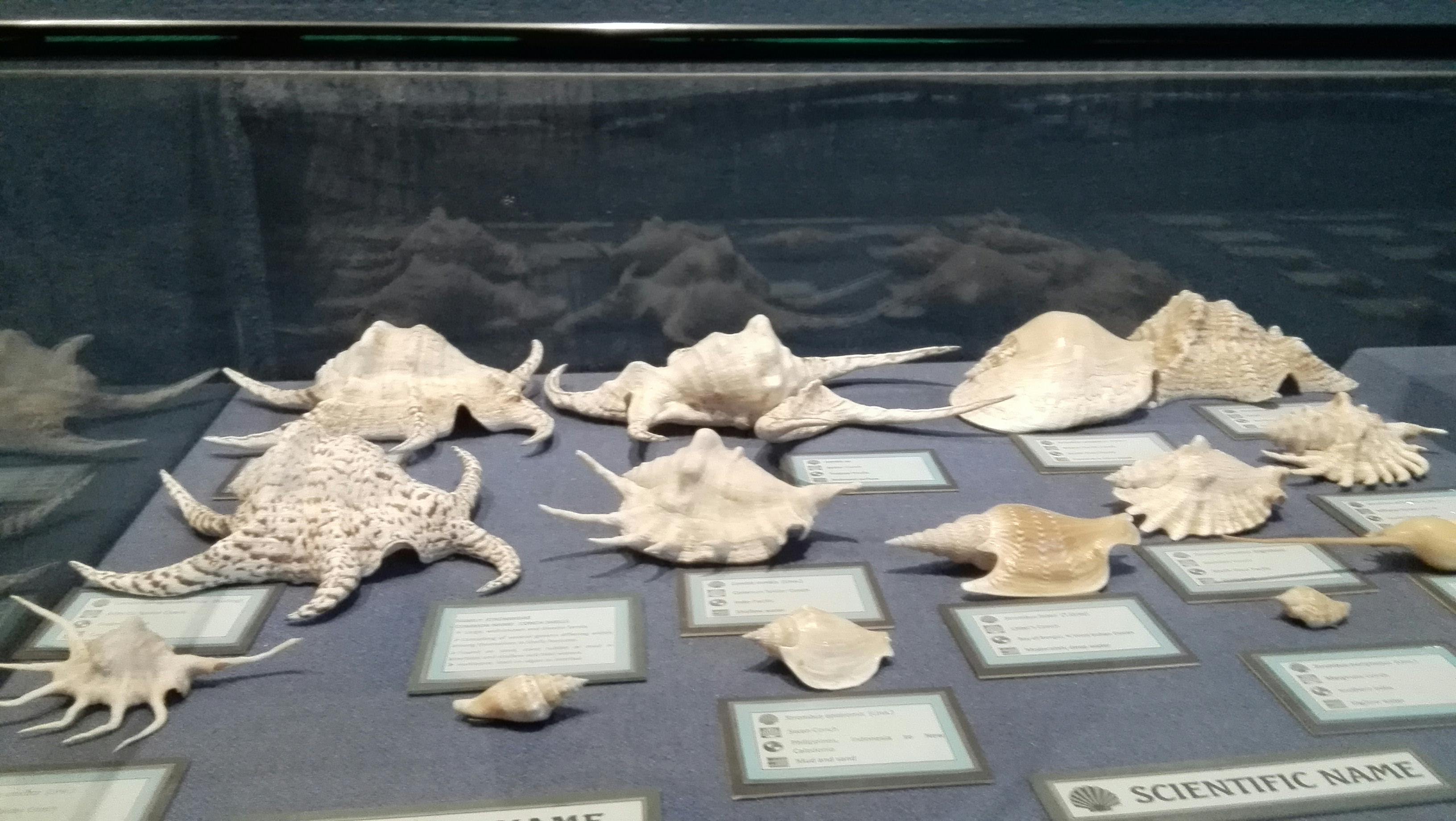 A detailed photo of a variety of rice grains