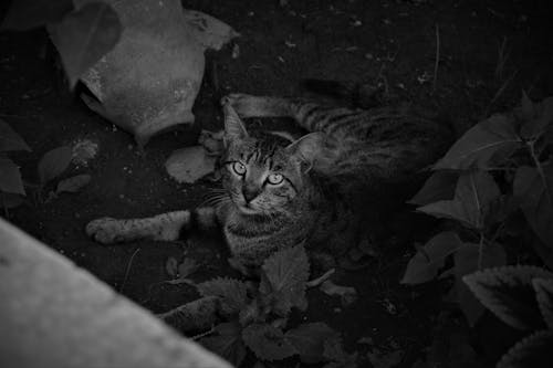 Grayscale Photo of a Tabby Cat · Free Stock Photo