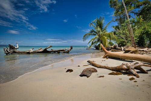 Ingyenes stockfotó festői, pálmafák, strand témában