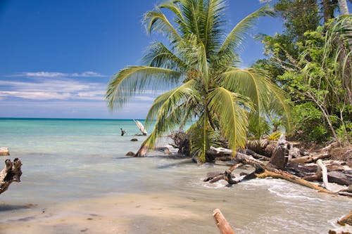 Coconut Tree on Beach Shore