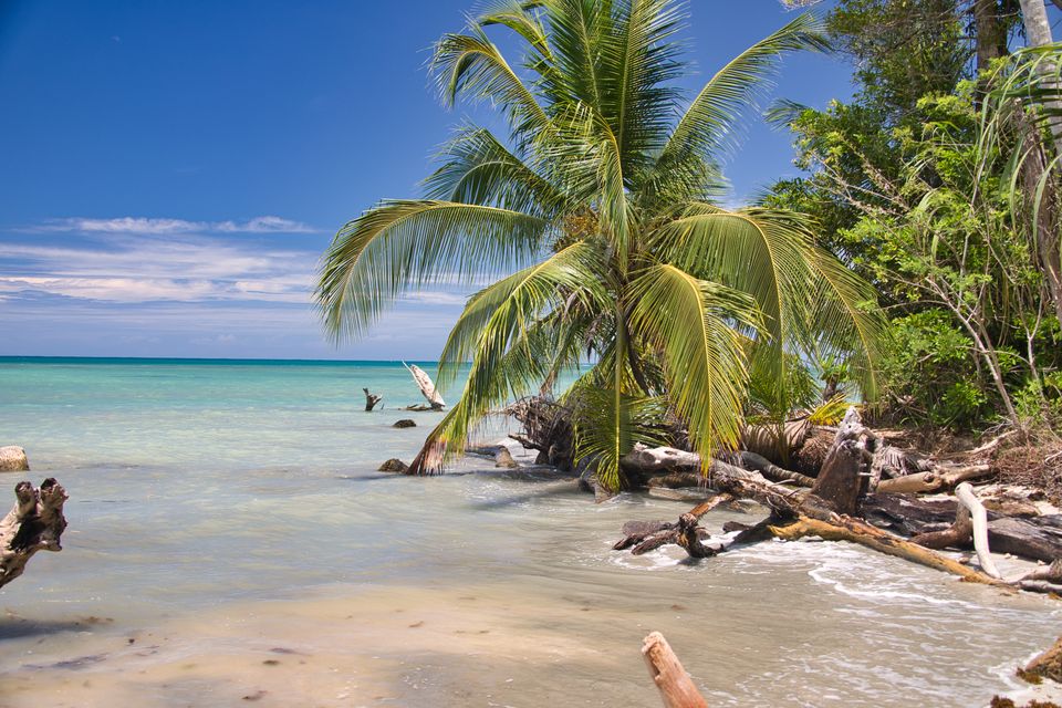 Palm tree leaning over a beach littered with driftwood beside calm water