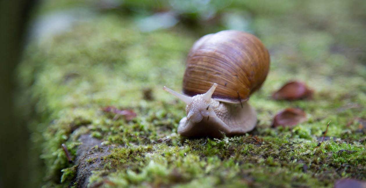 Free Shallow Focus Photography of Snail Stock Photo