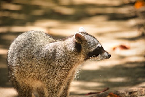 Grey Short Coat Animal Laying on Grey Wooden Panel · Free Stock Photo Grey Short Coat Animal Laying on Grey Wooden Panel · Free Stock Photo