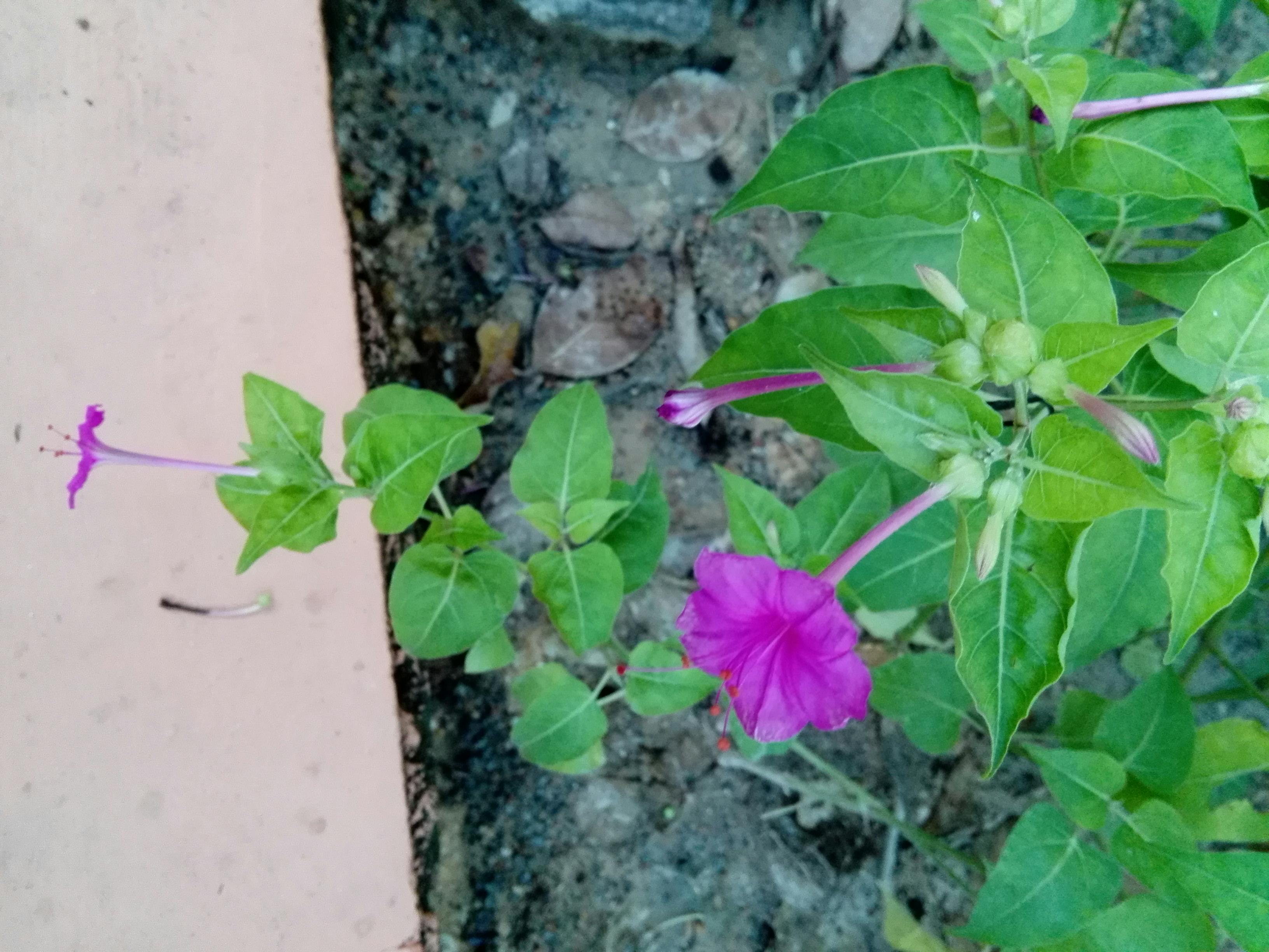 Colorful display of fresh fruits at La Boqueria market
