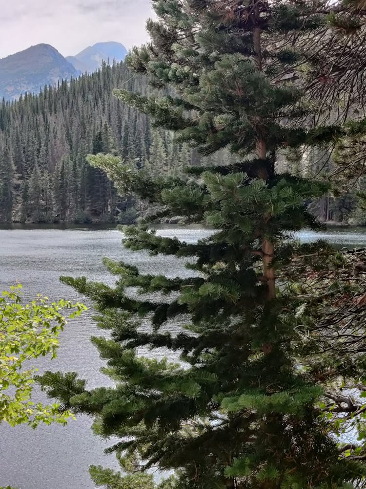 Conifer Tree And Mountain Landscape 