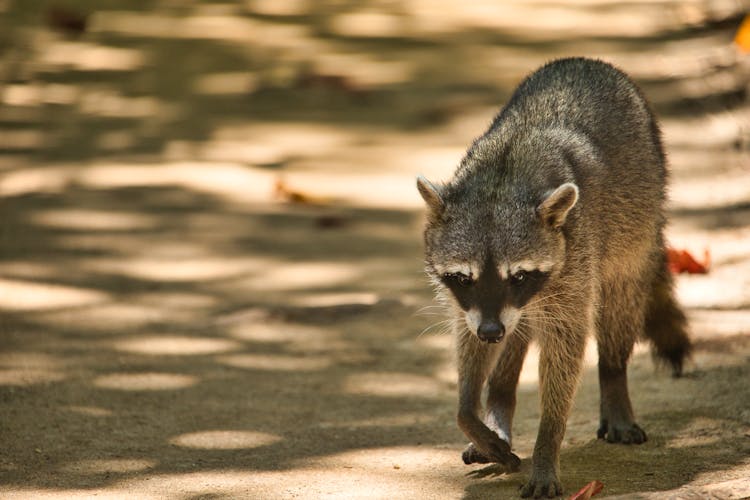 Photo Of A Raccoon