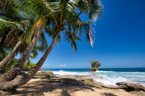 Palm Tree Near Body of Water