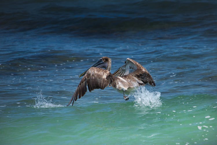 Brown Pelican Landing On Water