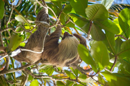 A two-toed sloth relaxing in the lush green canopy of a Costa Rican jungle.