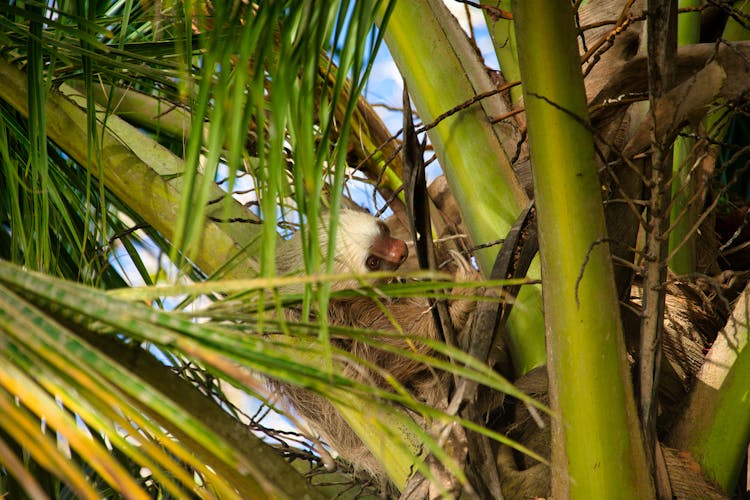 Sloth On Palm Tree