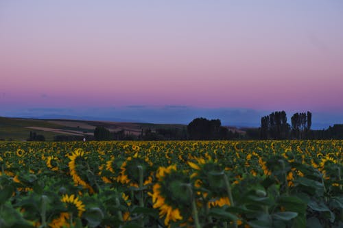 Darmowe zdjęcie z galerii z na dworze, natura, niebo