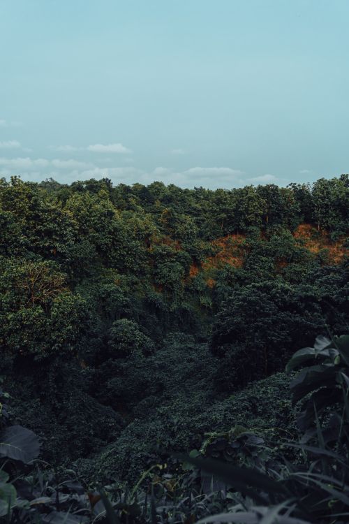 Free Vibrant forest landscape with dense greenery and clear blue sky, perfect for nature enthusiasts. Stock Photo