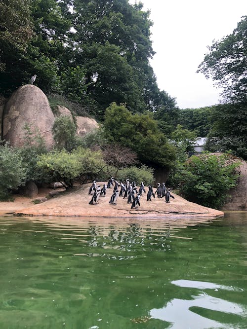 ブラウンロック, ペンギン, 動物園の無料の写真素材