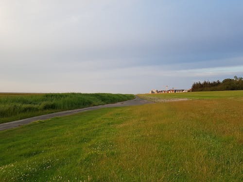 Meadow and Road Landscape