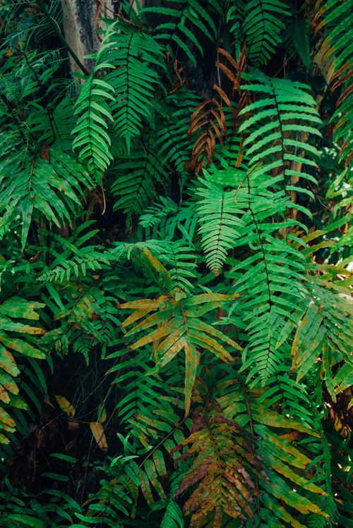 Free Close-up of vibrant green ferns showcasing nature's intricate patterns. Stock Photo