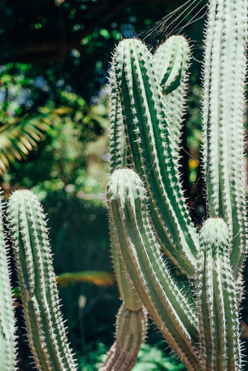 Free A bright and detailed view of tall cacti with sharp spikes under sunlight, showcasing their unique textures. Stock Photo