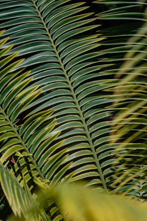 Free Detailed view of lush green palm leaves, showcasing a natural pattern in sunlight. Stock Photo