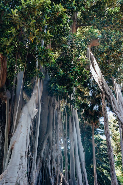 A Low Angle Shot of Green Trees in the Forest