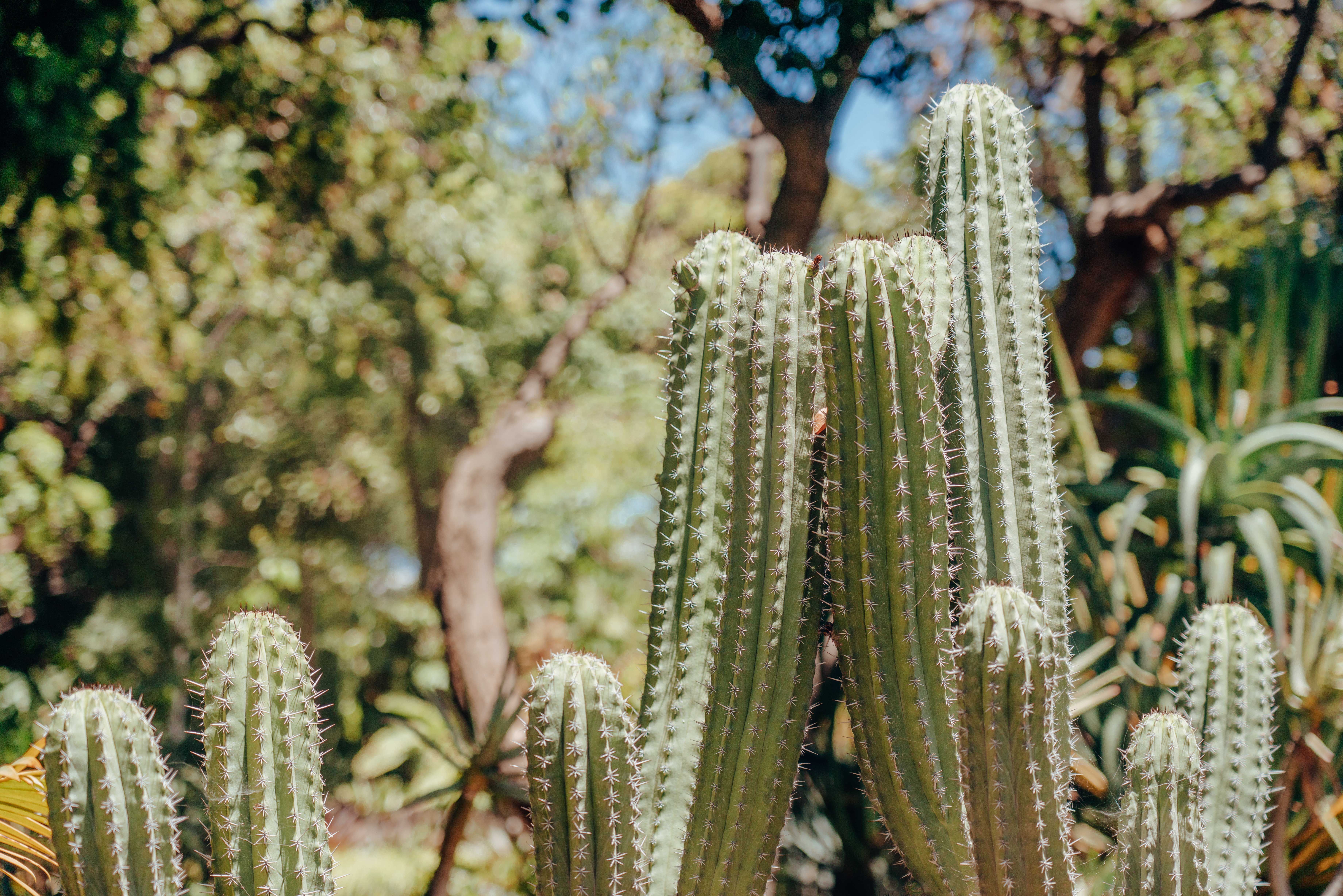 Guide Pratique pour Choisir des Plantes Résistantes au Changement Climatique