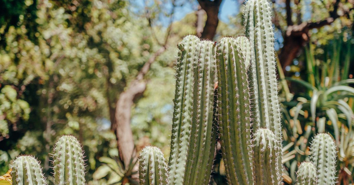 Guide Pratique pour Choisir des Plantes Résistantes au Changement Climatique