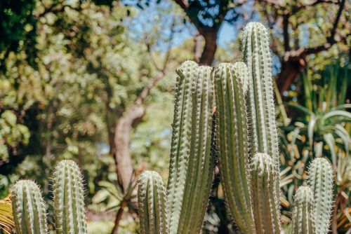 Free Close-up of green cactus plants in a sunlit garden setting, showcasing nature's beauty. Stock Photo