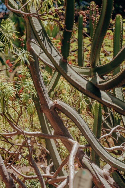 Succulent Plant Close-Up Photo