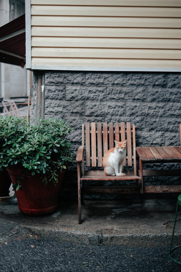 Cat Sitting On A Garden Chair