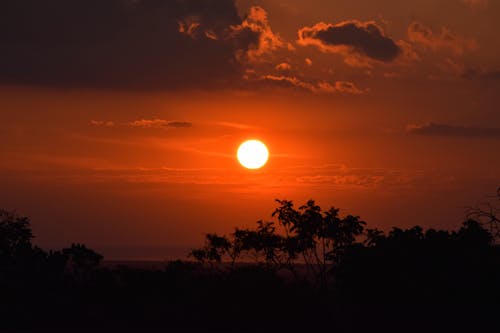 Silhouette of Trees During Sunset