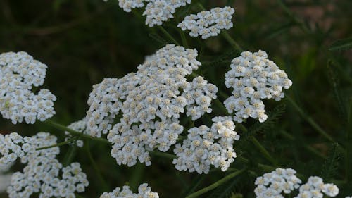 Ücretsiz Beyaz çiçekler, bitki örtüsü, bitkiler içeren Ücretsiz stok fotoğraf Stok Fotoğraflar